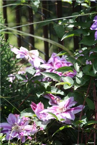 07c91308-IMG_7152 Klematisi.jpg